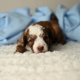 George Washington - Red male Aussiedoodle puppy in Lincoln, California from Frenchie LOVE and Doodles