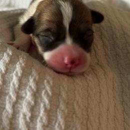 Female Spot 2 - Sable female Pembroke Welsh Corgi puppy in Battle Ground, Washington from Westbrooke Kennels