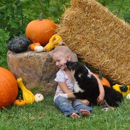 Australian Shepherd Puppies from Platinum Edition