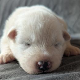 AKC Girl 'Brie' - White female Samoyed puppy in Tombstone, Arizona from High Lonesome