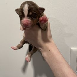 Australian Shepherd and Poodle Puppies from The Mason Farm