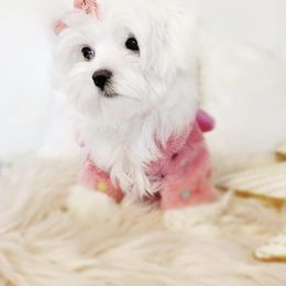 Mia - Maltese