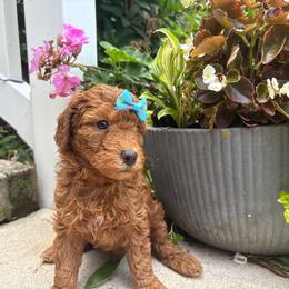 Carolina - Red  female Goldendoodle puppy in Camden, North Carolina from Oopsie Doodles of NC