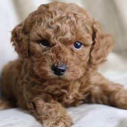 Aussiedoodles and Goldendoodles from Sunny Field Doodles