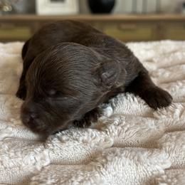 Coco Belle - Chocolate, tan and white female Yorkshire Terrier puppy in Calhoun, Georgia from Peach State Yorkies