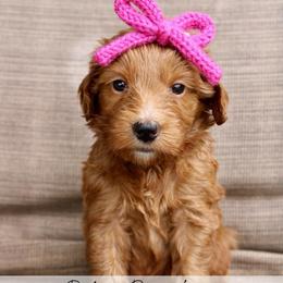 Cookie - Red  female Goldendoodle puppy in Comanche, Texas from Central Texas Doodles, LLC.
