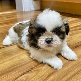 Shih Tzu Puppies from Willow Lane Shih Tzus