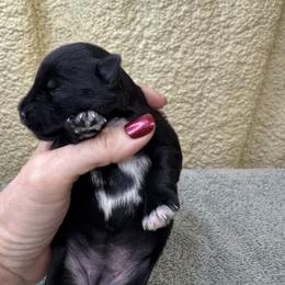 Luna - Black female Miniature Schnauzer puppy in Comanche, Texas from Circle R Sidney