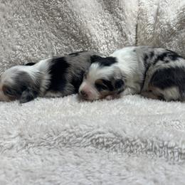 Lucy- blue Merle female - Blue merle female Miniature Australian Shepherd puppy in Chino Valley, Arizona from Perkins Mini/Toy Aussies