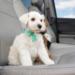 Leo - Wheaten male Miniature Schnauzer puppy in Montebello, California from Rod Schnauzers