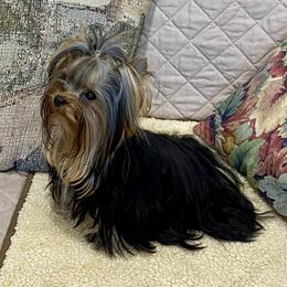Biewer Terriers and Yorkshire Terriers from WB's Yorkies and Biewers