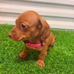 Oatmeal - Red female Dachshund puppy in Pollok, Texas from Magnolia Kennels
