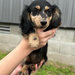 Boy 1 - Dapple male Dachshund puppy in Stilwell, Oklahoma from Double Down Doxies