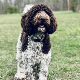 Poodles from “Parti” like a Poodle