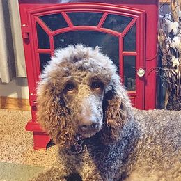 Aussiedoodles, Bernedoodles, Goldendoodles, and Poodles from KC Acres