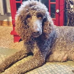 Aussiedoodles, Bernedoodles, Goldendoodles, and Poodles from KC Acres