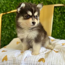 Almond Joy - Black and white female Pomsky puppy in Mesa, Arizona from Platinum Pomskies