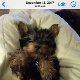 Poodle, Yorkipoo, and Yorkshire Terrier Puppies from Yorkie Oodle Doodle