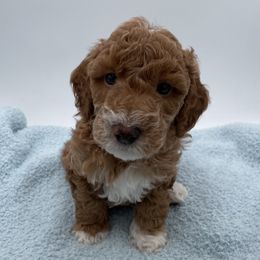 Angelo - Red  male Goldendoodle puppy in Kansas City, Kansas from Bella & Ivy’s Mini Goldendoodles of KC