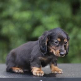 Dachshund Puppies from EntityDachs