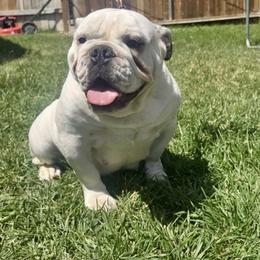 Rose - Bulldog