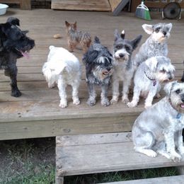Miniature Schnauzers from Pawsitively Miniature Schnauzers