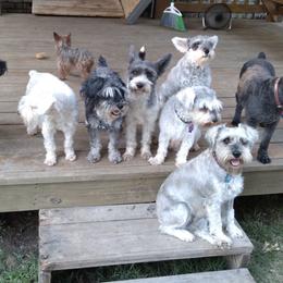 Miniature Schnauzers from Pawsitively Miniature Schnauzers