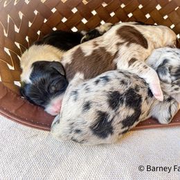 Girl 1 - Sheepadoodle puppy in Fairview, Utah from Barney family farm