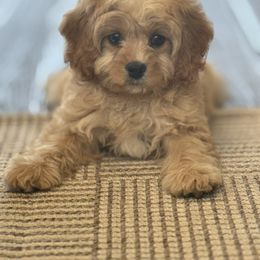 Nash - Apricot male Cavapoo puppy in Somerset, Kentucky from Hilltop Doodles KY LLC