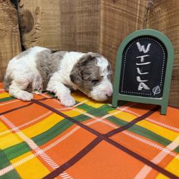 Willa - Blue merle female Aussiedoodle puppy in Lavonia, Georgia from H & A Kennels