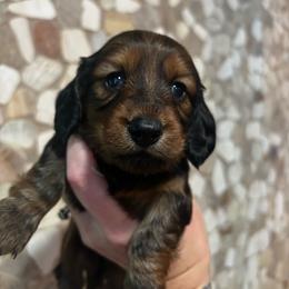 AKC Rowan - Red male Dachshund puppy in White Cloud, Michigan from West Michigan Dachshund