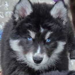 Spartacus - Black and white male Siberian Husky puppy in East Tawas, Michigan from BurnsBerg's Woolies