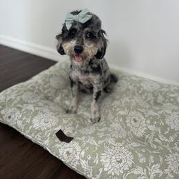 Vera - Bernedoodle