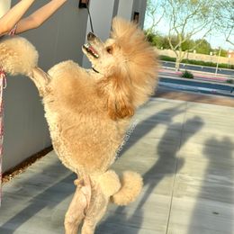 Poodle All Grown Up from Kings Honored Poodles