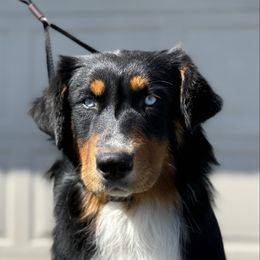 Greta - Australian Shepherd