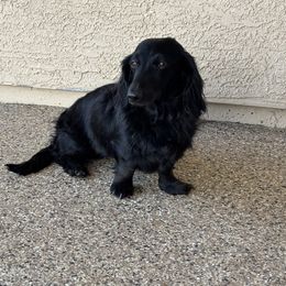 Dachshund puppies from Ruby Desert Doxies