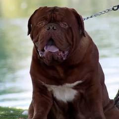 Dogues de Bordeaux from Blue Diamond