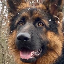 Aria - German Shepherd