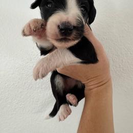 Orange Girl - Black and white female Sheepadoodle puppy in Kissimmee, Florida from Sunflower Family Farms