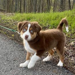 Ivy Rose - Red tri female Miniature Australian Shepherd puppy in Somerset, Kentucky from Natural Life Ranch