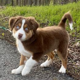 Ivy Rose - Red tri female Miniature Australian Shepherd puppy in Somerset, Kentucky from Natural Life Ranch