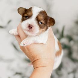 Peep - Red and white male Shihpoo puppy in Hopkins County, Texas from Boutique Doodles