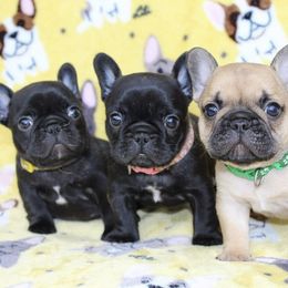 French Bulldog Puppies from SnortVille Bullies