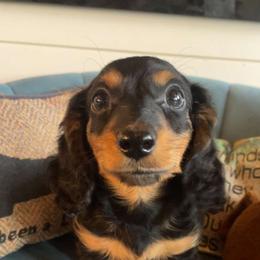 Black and tan - Black and tan male Dachshund puppy in West Plains, Missouri from Spring Creek Dachshunds