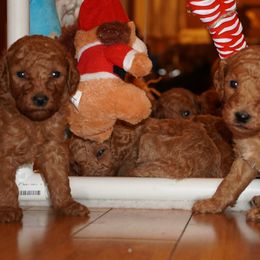 Poodle Puppies from Sunset Standard Poodles