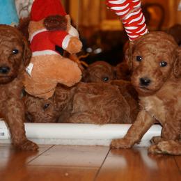 Poodle Puppies from Sunset Standard Poodles
