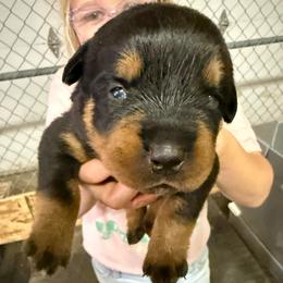 Swiftie - Black and tan female Rottweiler puppy in Mcminnville, Oregon from JHB Rottweilers