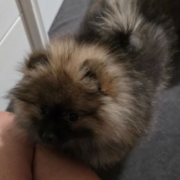 Jenny - Orange sable female Pomeranian puppy in Jacksonville, Florida from L'Orlean Kennels