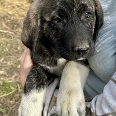 Bianca - Brindle female Anatolian Shepherd Dog puppy in Williamsburg, Kentucky from Three Little Birds Farm