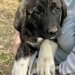 Bianca - Brindle female Anatolian Shepherd Dog puppy in Williamsburg, Kentucky from Three Little Birds Farm